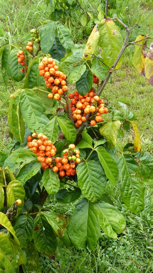 Requirements for Growing Guarana