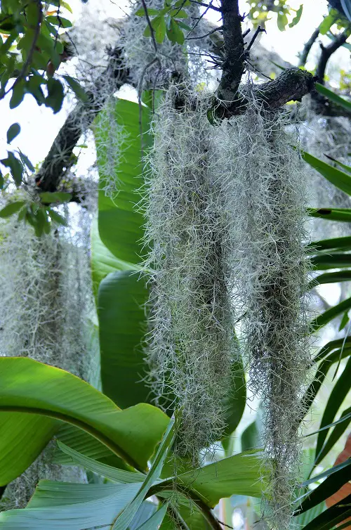 How to Grow Spanish Moss