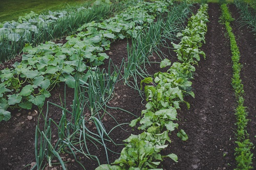 amazing Companion Plants for Carrots