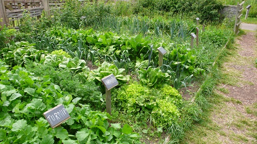 turnip Companion Plants for Carrots