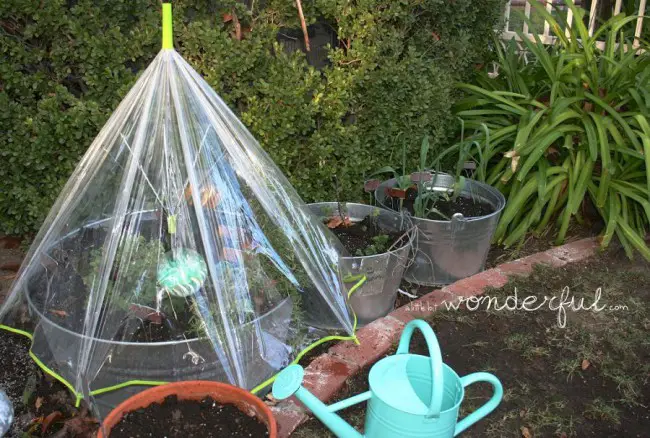 Umbrella-Greenhouse_mini