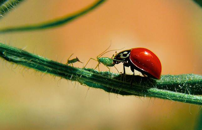 aphid control_mini