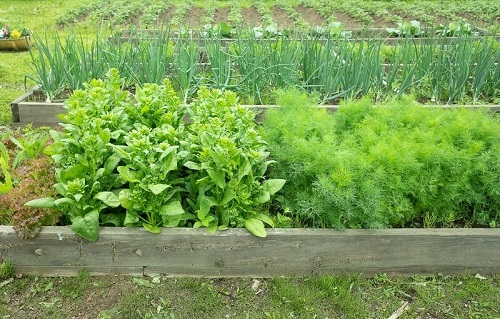 Dill Companion Plants for Carrots