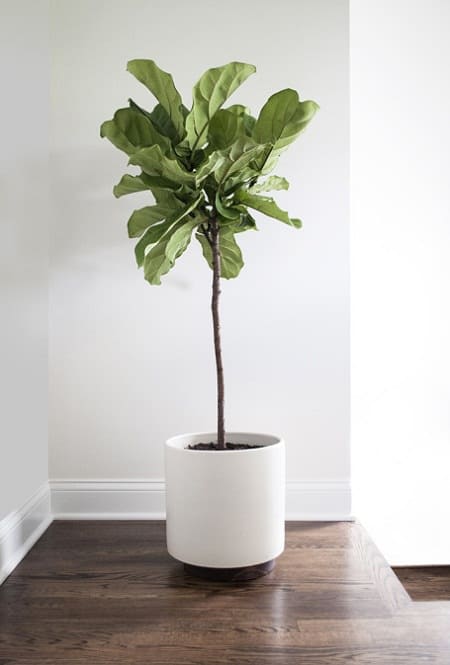 fiddle leaf fig care fiddle leaf fig care