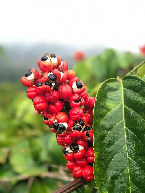 How to Grow Guarana Easily