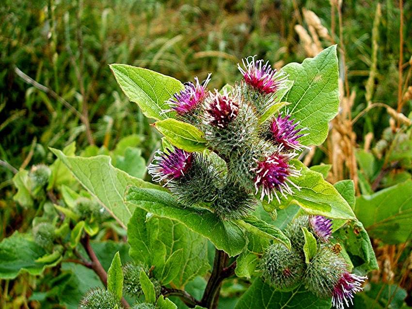 How to Grow Burdock Growing Burdock Balcony Garden Web