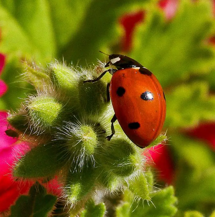 What are ladybugs attracted to?