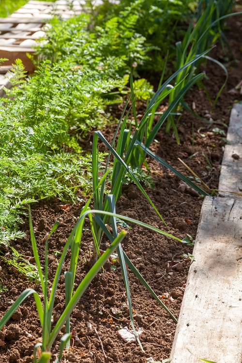 leek Companion Plants for Carrots