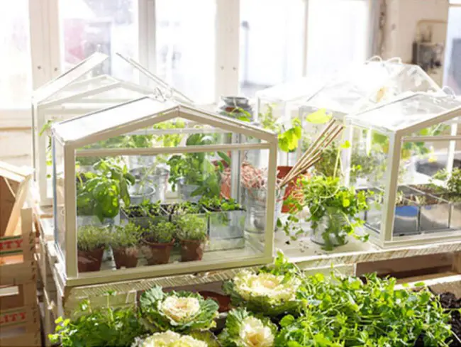 mini wooden greenhouseIkea Greenhouse