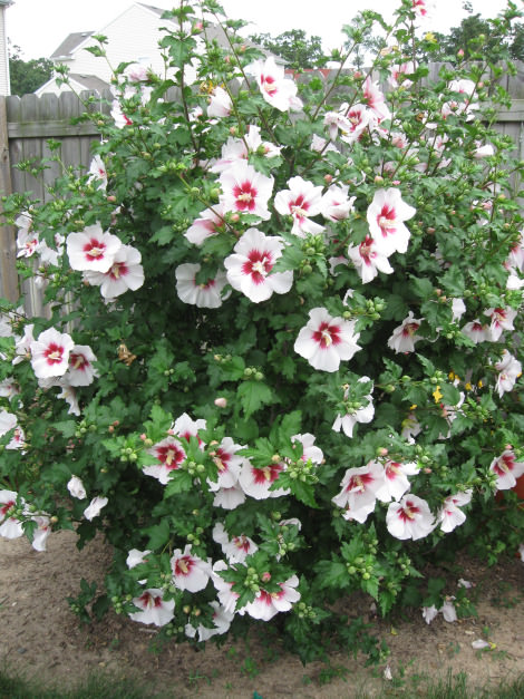 Planting Rose of Sharon