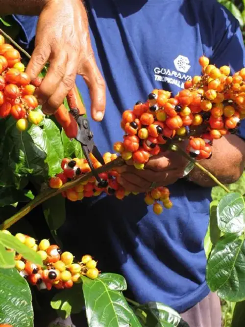 Guarana Plant Care