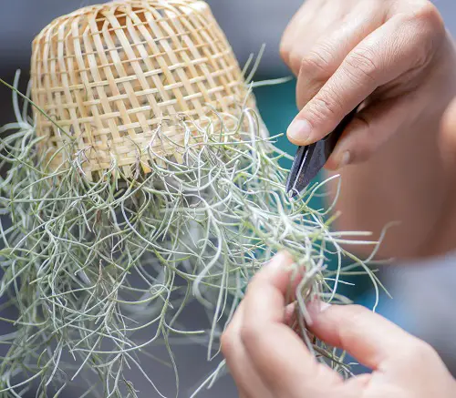 Spanish Moss Care