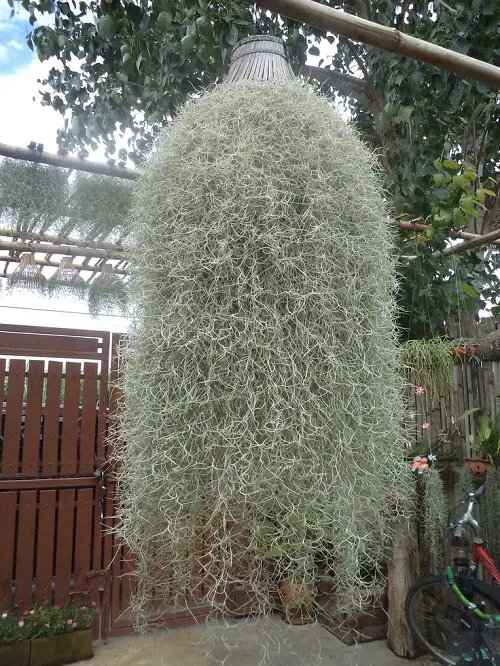 Requirements for Growing Spanish Moss
