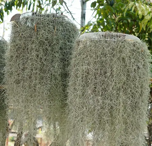 How Does Spanish Moss Grow