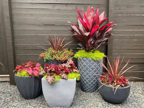 Arrange Plants Properly
