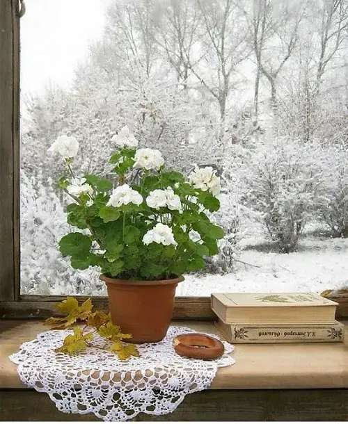 Best Winter Houseplants