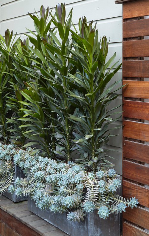 How to Make a Small Garden Look Bigger Grow Slender Plants