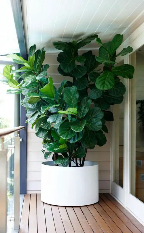 Apartment Balcony Garden Decorating Ideas Add a Tall and Bold Statement Plant
