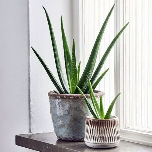 top Best Winter Houseplants