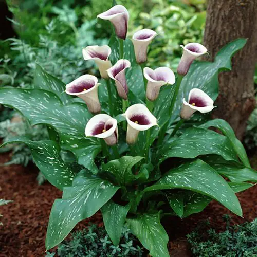 Arum Lily Care and Growing