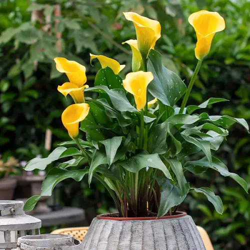 Arum Lily Care