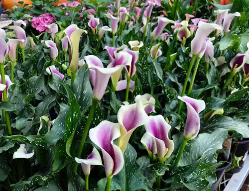 Arum Lily Information