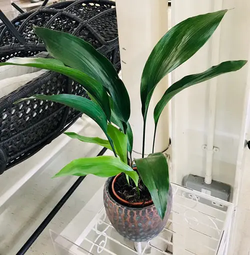 Best Winter Houseplants and care