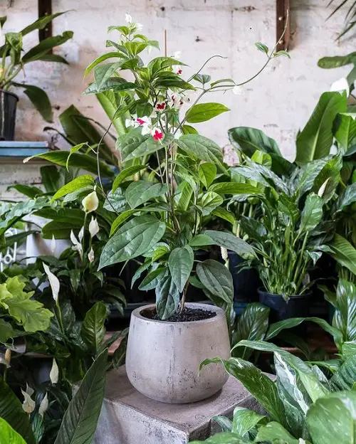 Best Winter Houseplants indoor