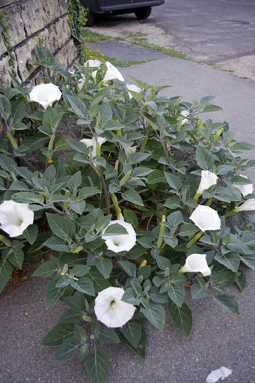 Growing Datura