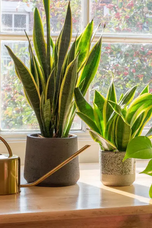 top Best Winter Houseplants