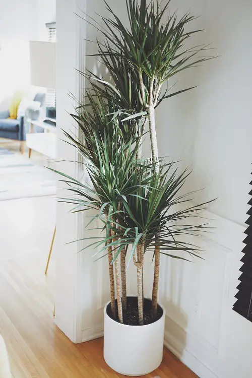 Best Winter Houseplants in White pot