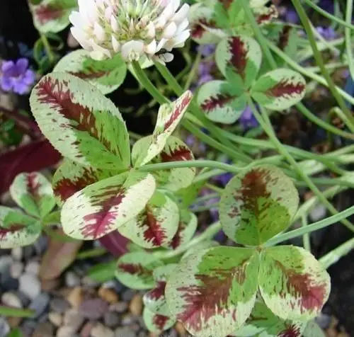 top Types of White Clover