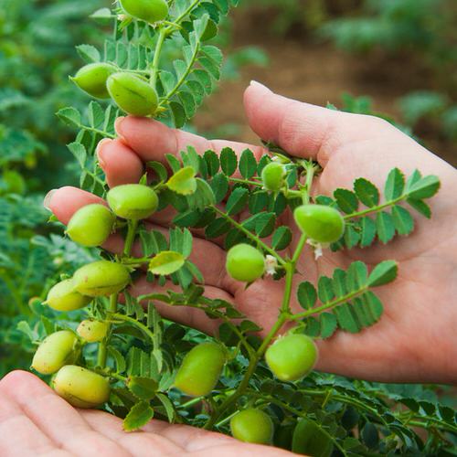 Garbanzo Beans Care