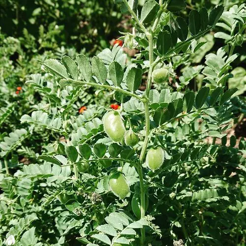 Planting and Growing Garbanzo Beans