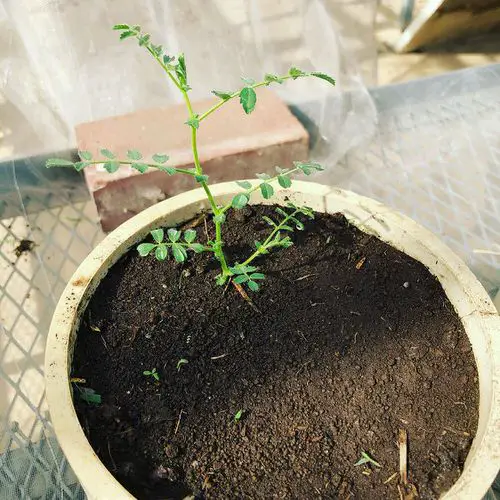 Requirements for Growing Garbanzo Beans