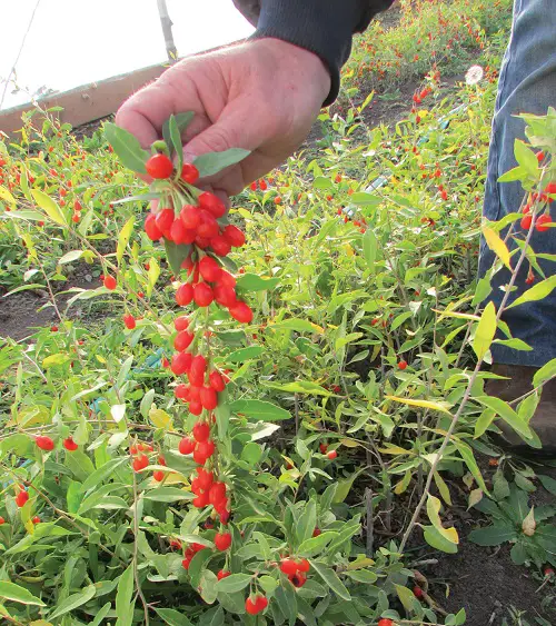 Goji Berry Plant Care