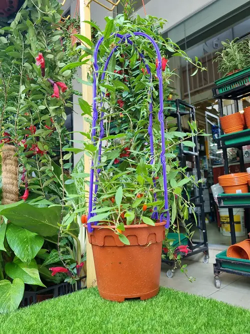 How to Grow Goji Berries