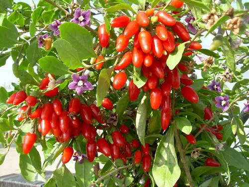 Growing Goji Berries