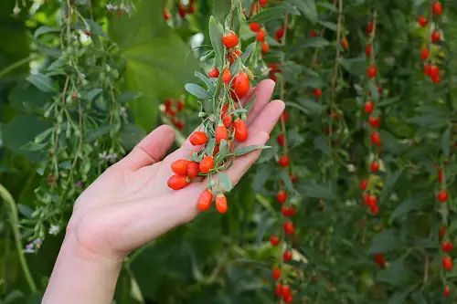 Harvesting Goji Berries
