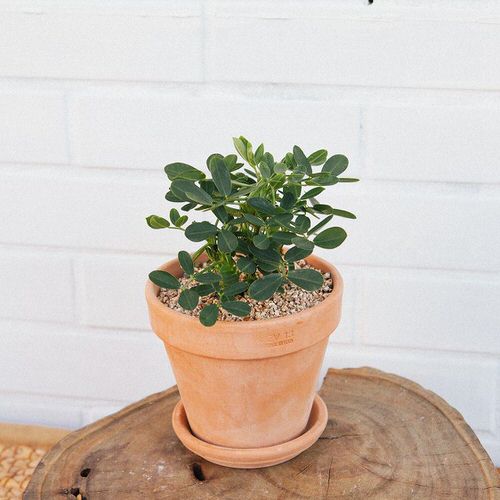 Requirements for Growing Peanuts in Containers