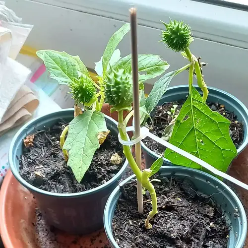 Datura Care