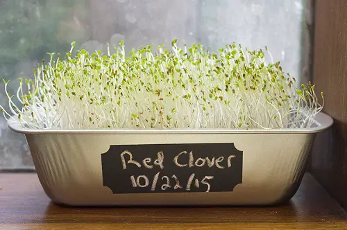 Planting and Growing Red Clover from Seeds