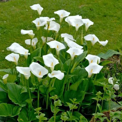 Requirements for Growing Arum Lily