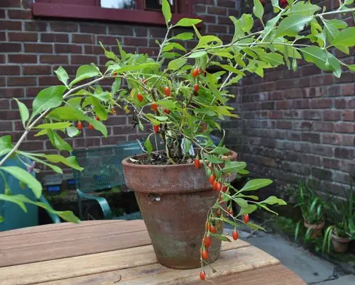 Requirements for Growing Goji Berries