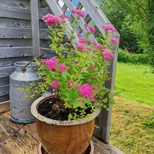 Growing Spirea Japonica in Pot