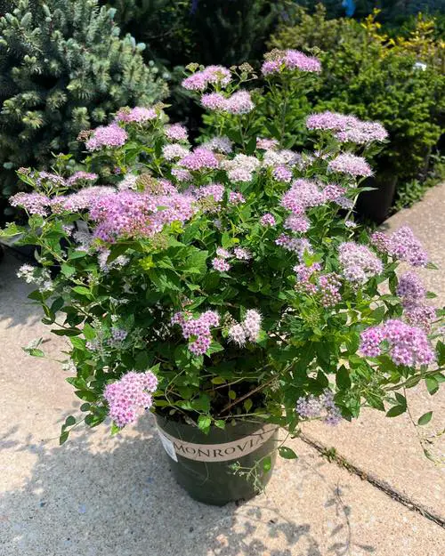 Spirea Care