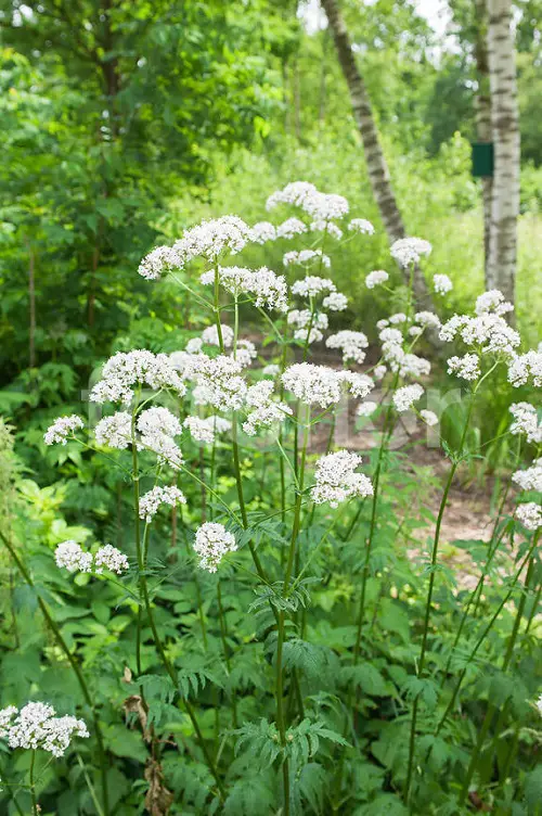 Valerian Plant Information