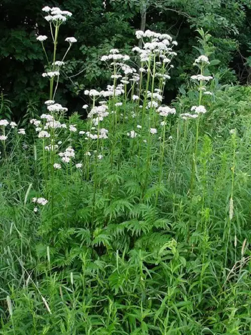 Requirements for Growing Valerian