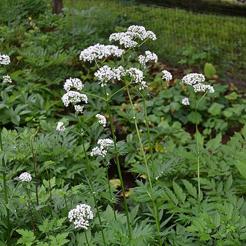 White-Flowered Herbs 