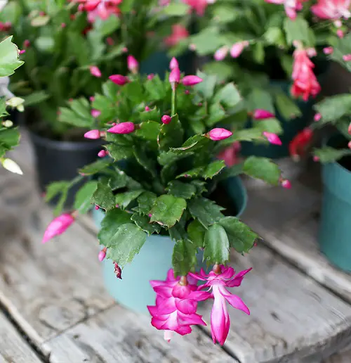 Best Winter Houseplants